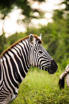 Close Zebra Profile Against Foliage in Namibia, Africa