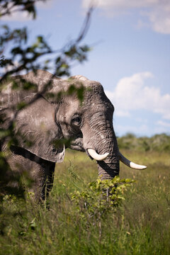 Elephant Browsing On Shrubs in Namibia Bush