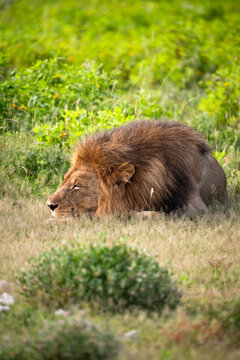 Lion Lying Low and napping or sleeping