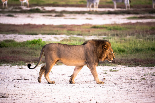 Male Lion Walking Across White Plain