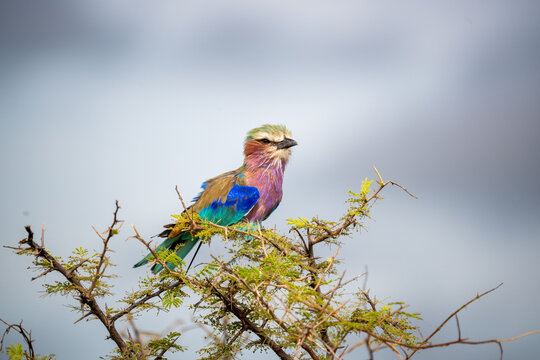 Closeup Lilacbreasted Roller Showing Vivid Plumage Eye Contact