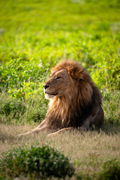 Solitary Male Lion Seated In lush Grass, Heavy Mane Catching Light