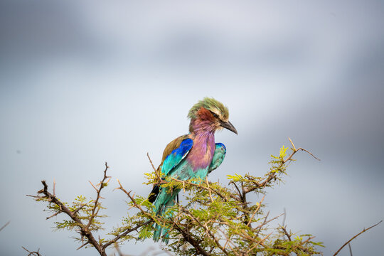 Alert Lilacbreasted Roller Scanning Sky From Acacia Perch
