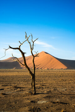Dead Tree Silhouette In Dune, Crisp Outlines Against Cobalt Sky