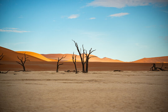 Famous Dead Tree Silhouettes on salt lake in Sossusvlei Namibia