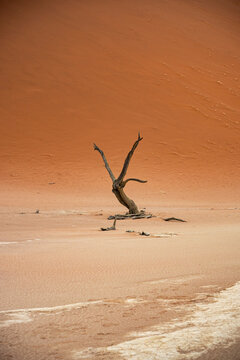 Solitary Dead Tree Against Red Dune And Pale Clay Pan in Sossusvlei
