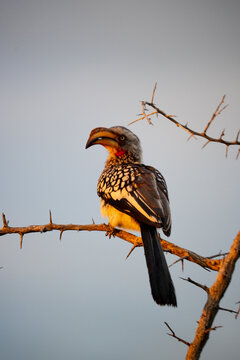 Yellow Billed Hornbill Perched On Thorny Branch in Sunset