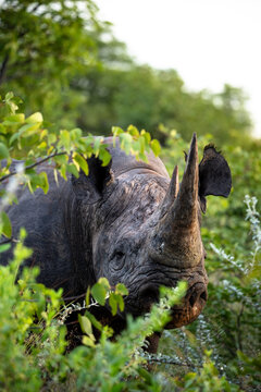 Rhino Face Closeup Near Leafy Bush, Intense Horn And Skin Texture