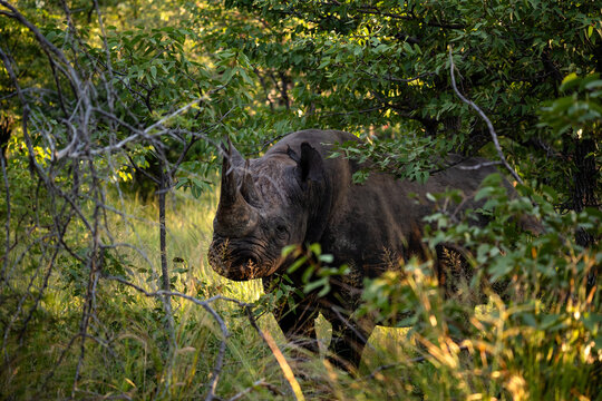 Black Rhino Peeking Through Dense Green Bush