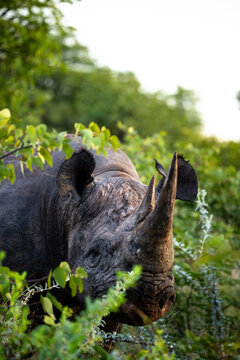 Massive Black Rhino Browsing Through Low Scrub in Morning Light