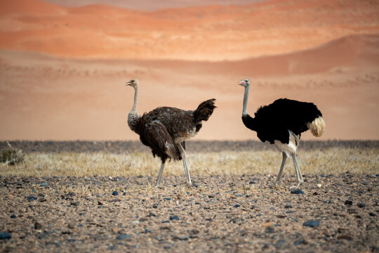 Two Ostriches Walking Across Plain, Male Black Plumage And Female