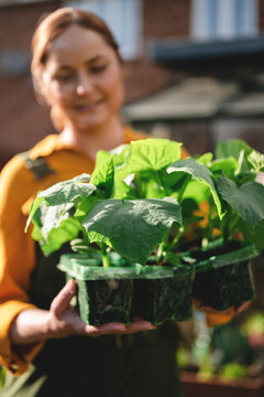 Growing vegetables at home with young seedlings