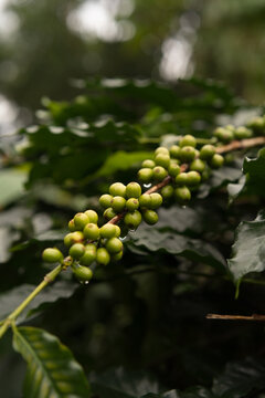 Cluster of green coffee beans on branch, Munduk, Bali