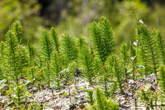 Close-up of vibrant clubmosses in forest undergrowth