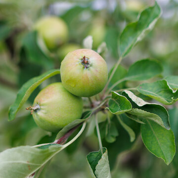 Fresh young apples on tree branch