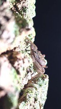 A vertical macro clip shows a mangrove crab clinging to textured bark covered in lichen against a dark nighttime background, highlighting nocturnal behavior and fine natural detail.