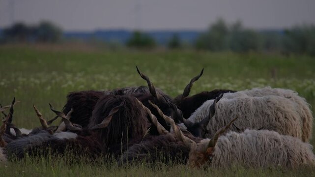 A group of Racka sheep with long spiral horns resting closely together in a natural grassy meadow. The traditional Hungarian breed creates a peaceful pastoral scene in the countryside.