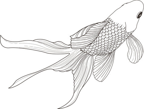 Carp for coloring