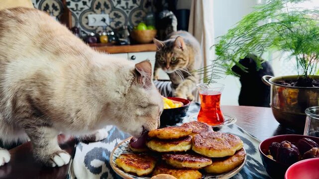 Three funny cats on a kitchen table in a cozy home interior. One cute pet is eating cottage cheese pancakes, the second cat is walking closer, and the third pet sits and watches. Humorous concept.