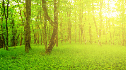 green forest glade in light of sparkle sun © Yuriy Kulik
