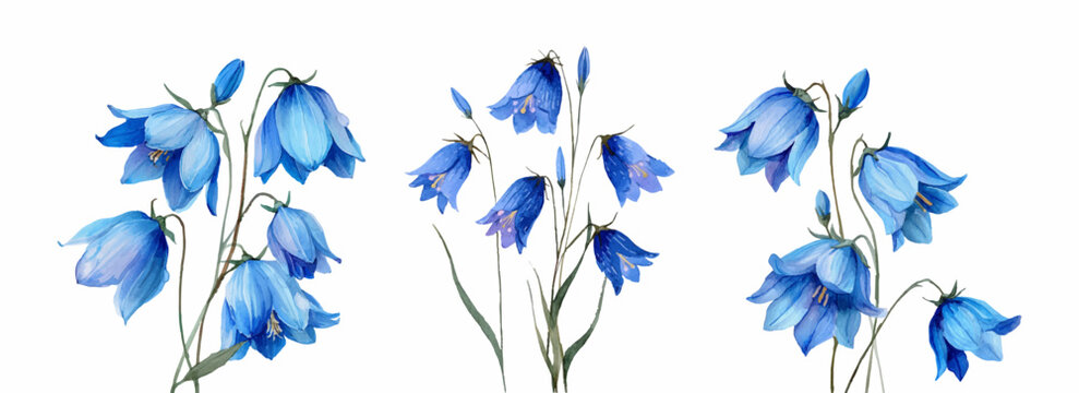Bluebell - campanula - watercolor bouquet in vibrant blues and greens, delicate spring blooms hand painted for botanical art, design elements, and serene decorative backgrounds