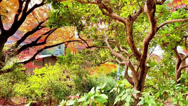  Scenic view of a traditional Japanese garden with autumn foliage