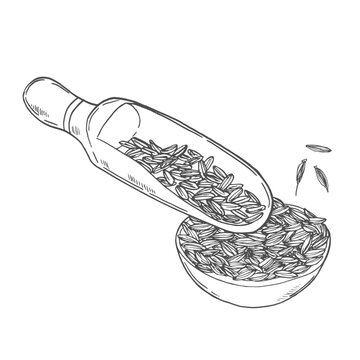 Wooden spoon with seeds and cumin plant. Sketch of cumin, rice, spice, oat, zira. Hand drawn sketch vector illustration, vintage drawing, isolated white background