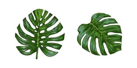 Hand drawn vintage set of tropical monstera leaves in green botanical engraved foliage sketch illustration © Mariia Mazaeva