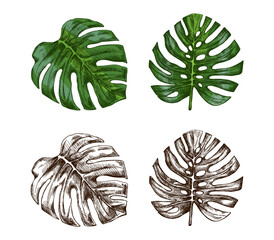 Hand drawn vintage set of green and monochrome monstera leaves in tropical botanical sketch engraving style illustration © Mariia Mazaeva