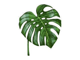 Hand drawn vintage sketch of tropical monstera leaf in green botanical engraved foliage illustration isolated © Mariia Mazaeva