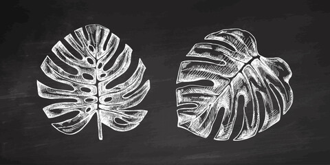 Hand drawn vintage set of tropical monstera leaves in white chalk engraving sketch on chalkboard background © Mariia Mazaeva
