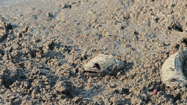 Fish bone carcasses on mud crack or dried cracked soil. Arid.