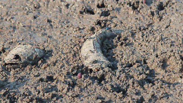 Fish bone carcasses on mud crack or dried cracked soil. Arid.