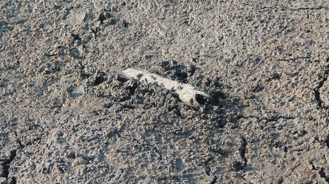 Fish bone carcasses on mud crack or dried cracked soil. Arid.