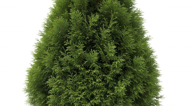 A single, dense, conical evergreen arborvitae tree with lush green foliage isolated against a solid black background