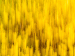 Forsycja © Jacek