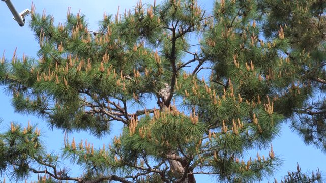 Pine branches and pine cones in sunlight