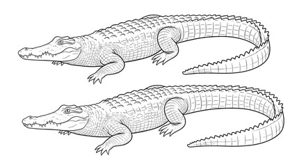 Fototapeta premium Two highly detailed technical line drawings of a crocodile or alligator showing the complex patterns of scales along the body and tail.