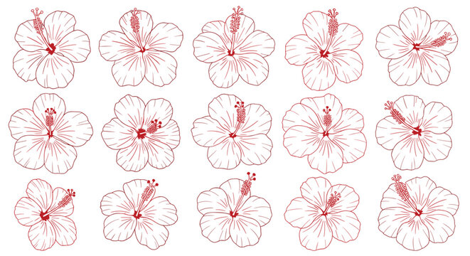 Large pattern of fifteen delicate hibiscus flower sketches in red ink shown from various angles for floral design work.