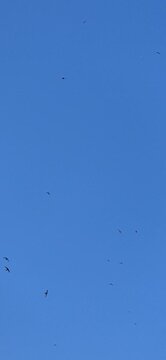 Swallows in flight in the blue sky