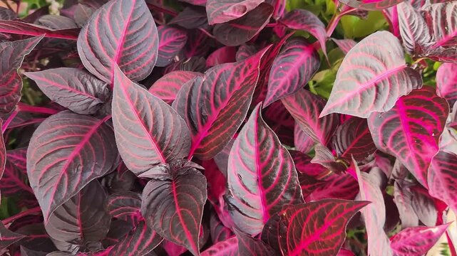 Iresine herbstii, known as bloodleaf is an ornamental plant with vivid red and pink foliage, commonly grown in gardens and pots in bright, partially shaded areas.