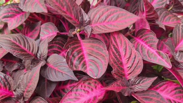 Iresine herbstii, known as bloodleaf is an ornamental plant with vivid red and pink foliage, commonly grown in gardens and pots in bright, partially shaded areas.