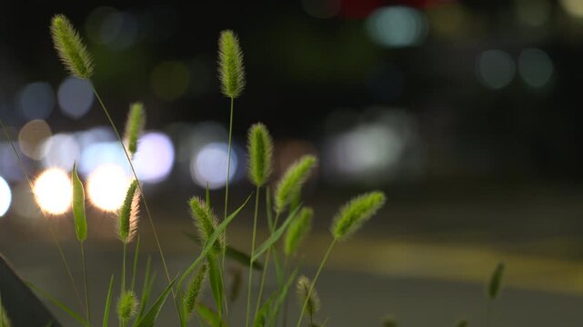 Foxtail grass illuminated by road lights at night
