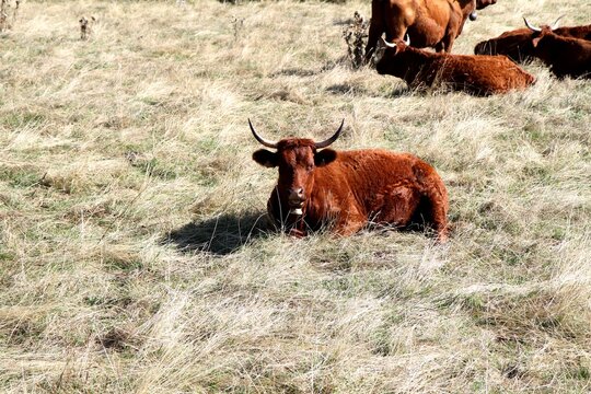 troupeau de vaches salers en Auvergne