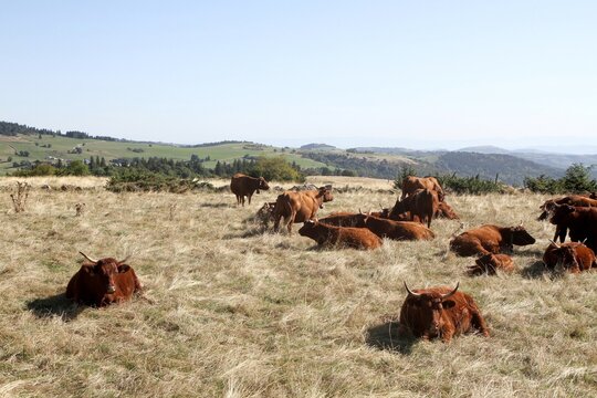 troupeau de vaches salers en Auvergne