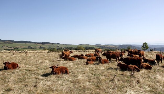 troupeau de vaches salers en Auvergne
