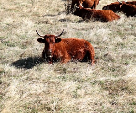 troupeau de vaches salers en Auvergne