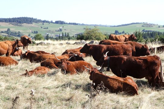 troupeau de vaches salers en Auvergne