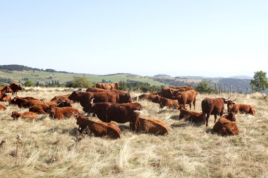 troupeau de vaches salers en Auvergne