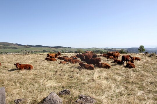 troupeau de vaches salers en Auvergne